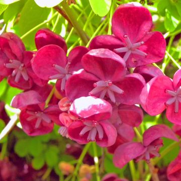 Rinneakebia var. Rosea