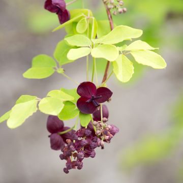 Rinneakebia - Akebia quinata