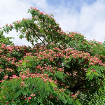 Silkkialbitsia Rosea
