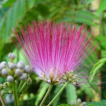 Silkkialbitsia Rouge Selection