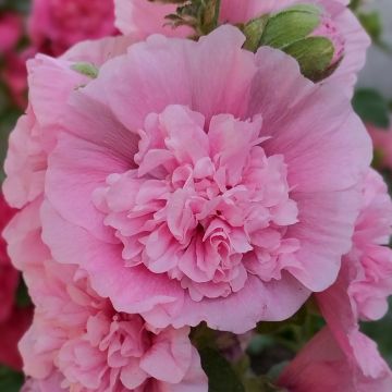 Tarhasalkoruusu Appleblossom (siemenet)