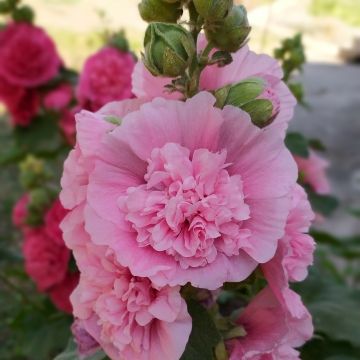 Tarhasalkoruusu Chater's Double Rose