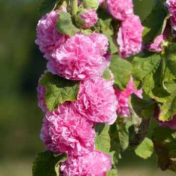 Tarhasalkoruusu Chater's Double Rose-Pink (siemenet)
