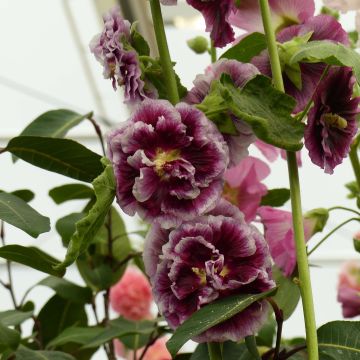 Tarhasalkoruusu Crème de Cassis