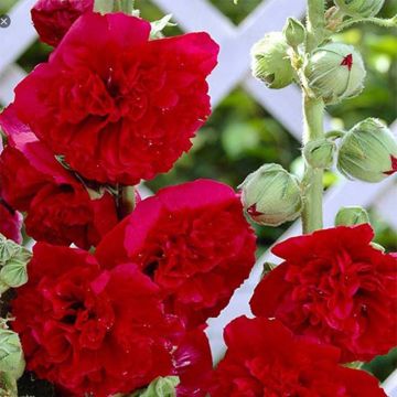Tarhasalkoruusu Pleniflora Rouge
