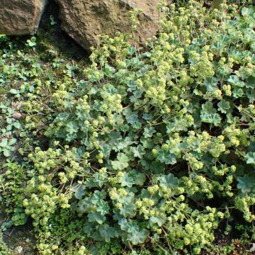 Poimulehti - Alchemilla caucasica