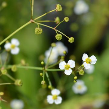 Suikeasarpio - Alisma lanceolatum