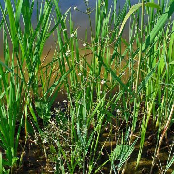 Ratamosarpio - Alisma plantago-aquatica