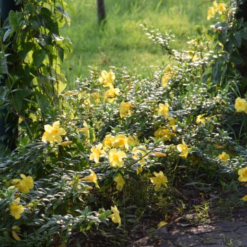 Köynnöskustaankukka - Allamanda cathartica