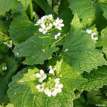 Litulaukka - Alliaria petiolata