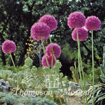 Jättilaukka (siemenet) - Allium giganteum