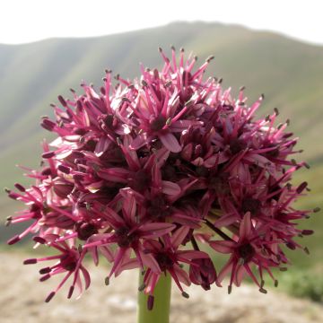 Laukka - Allium aschersonianum