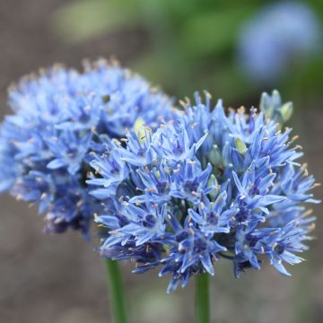 Sinilaukka - Allium caeruleum