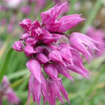 Laukka - Allium cyathophorum var farreri