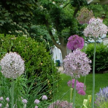 Laukka - Allium decipiens