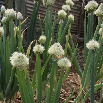 Pillisipuli - Allium fistulosum