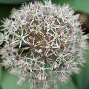 Pallolaukka - Allium karataviense