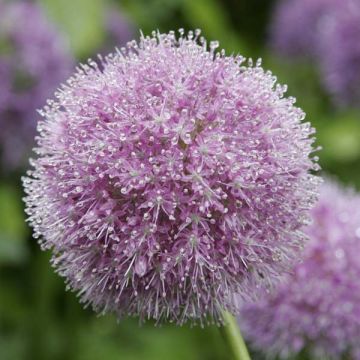 Idänlaukka - Allium macleanii