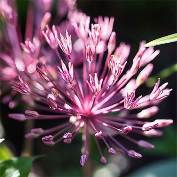 Laukka - Allium nevskianum