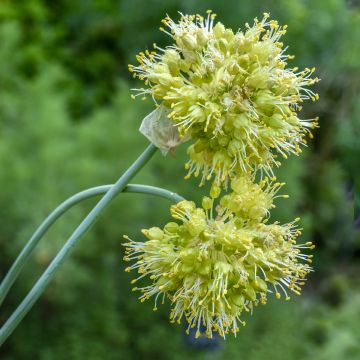 Siperianlaukka - Allium obliquum