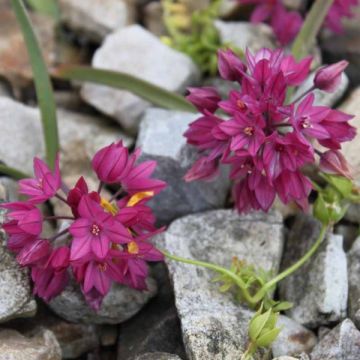 Laukka - Allium oreophilum