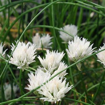 Ruoholaukka Corsican White