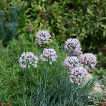 Vaarinlaukka - Allium senescens subsp. montanum