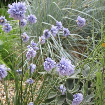 Posliinilaukka - Allium sikkimense