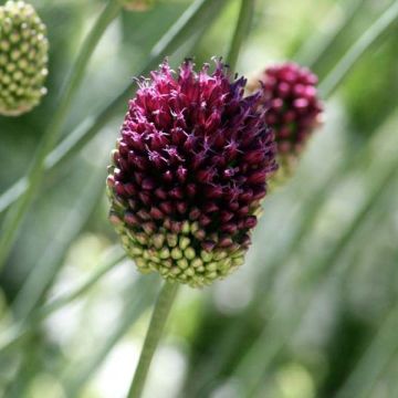 Pallerolaukka - Allium sphaerocephalon