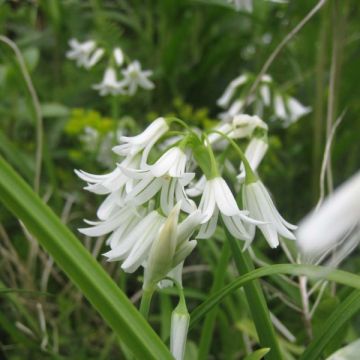 Iberianlaukka - Allium triquetrum