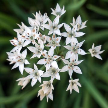 Kiinansipuli taimena - Allium tuberosum