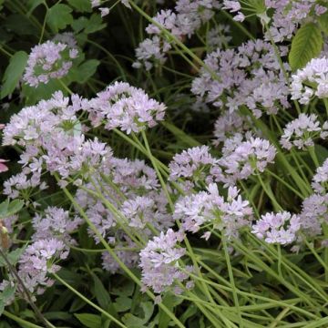 Oregoninlaukka - Allium unifolium