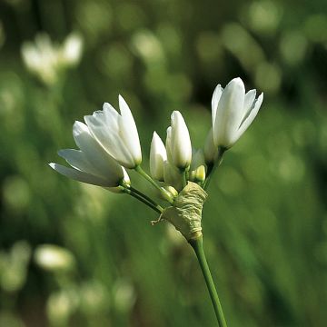 Libanoninlaukka - Allium zebdanense