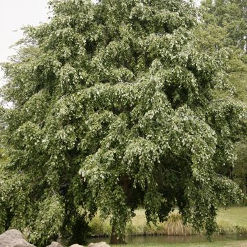 Harmaaleppä pendula