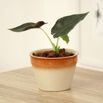 Alokasia Antoro Velvet