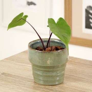 Jättialokasia Black Stem