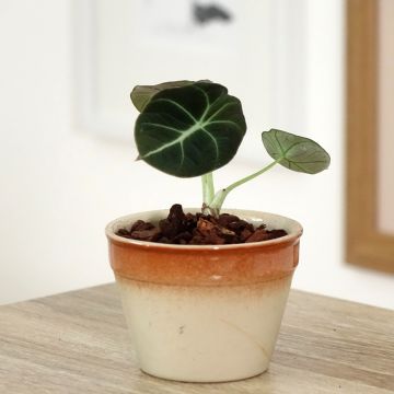 Alokasia Black Velvet