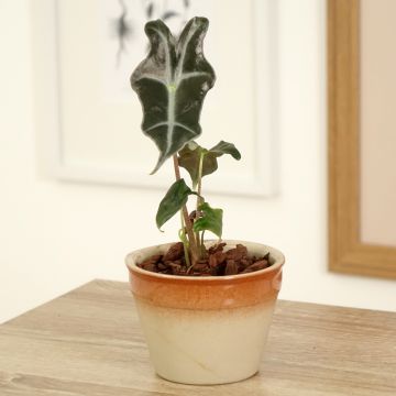 Alokasia Curly Bambino