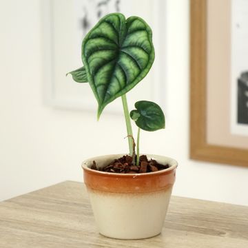 Alokasia Dragon Scale