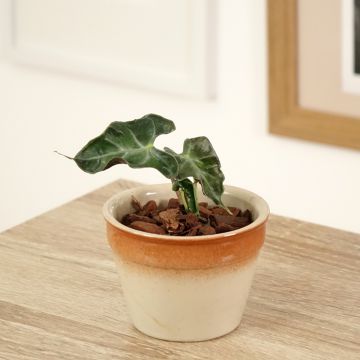 Alokasia Loco