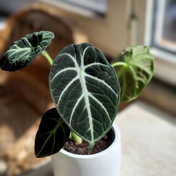 Alokasia Ninja