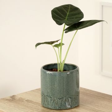 Alokasia Regal Shields
