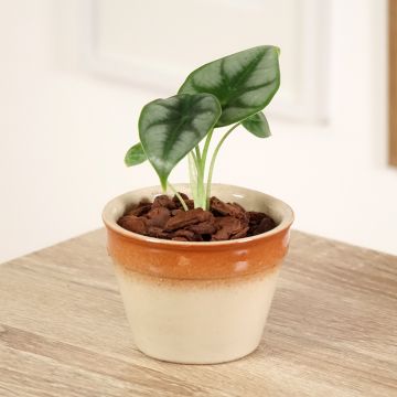 Alokasia - Alocasia reversa