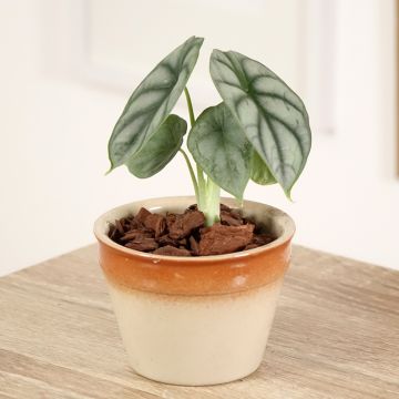 Alokasia Silver Dragon