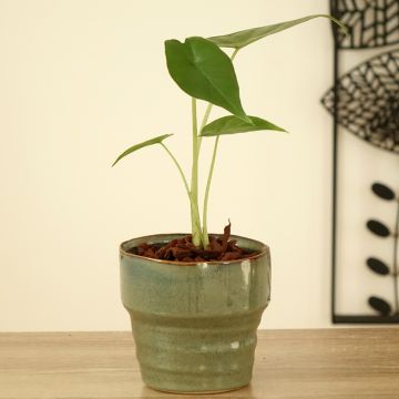 Alokasia Sumo