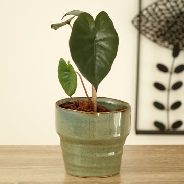Alokasia Yucatan Princess
