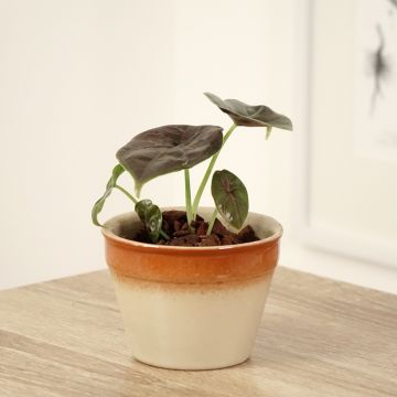 Alokasia - Alocasia azlanii