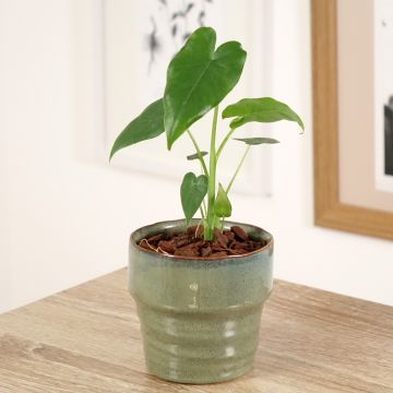Alokasia California