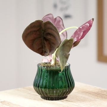 Alokasia Red