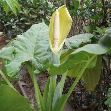 Jättialokasia - Alocasia macrorrhizos